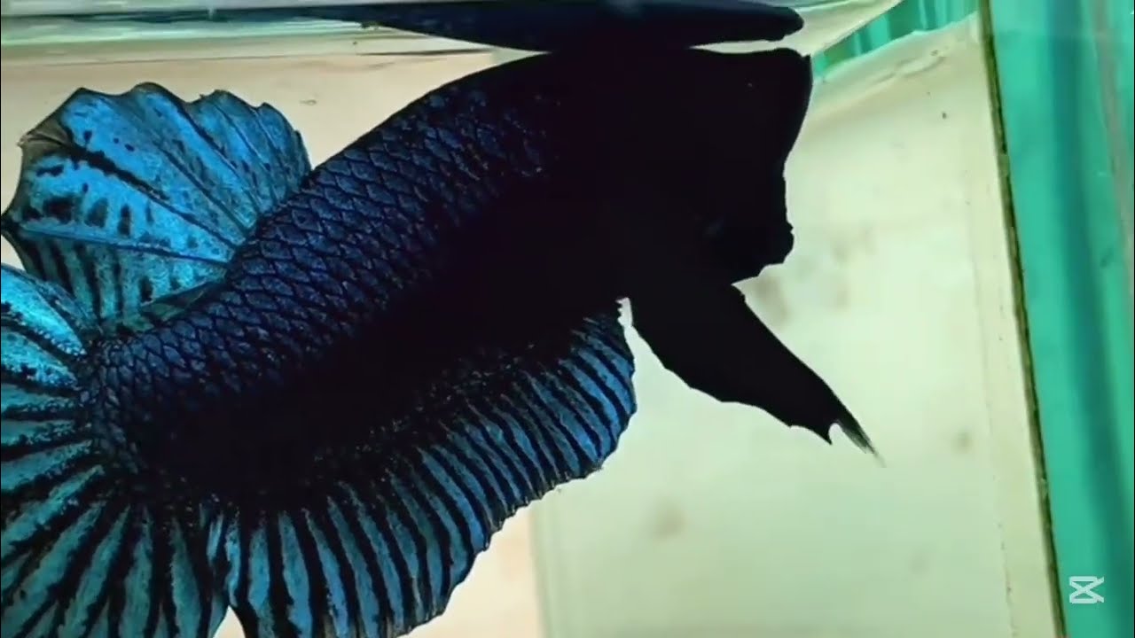 22 minute Betta Fish Swimming & Relaxing In Aquarium