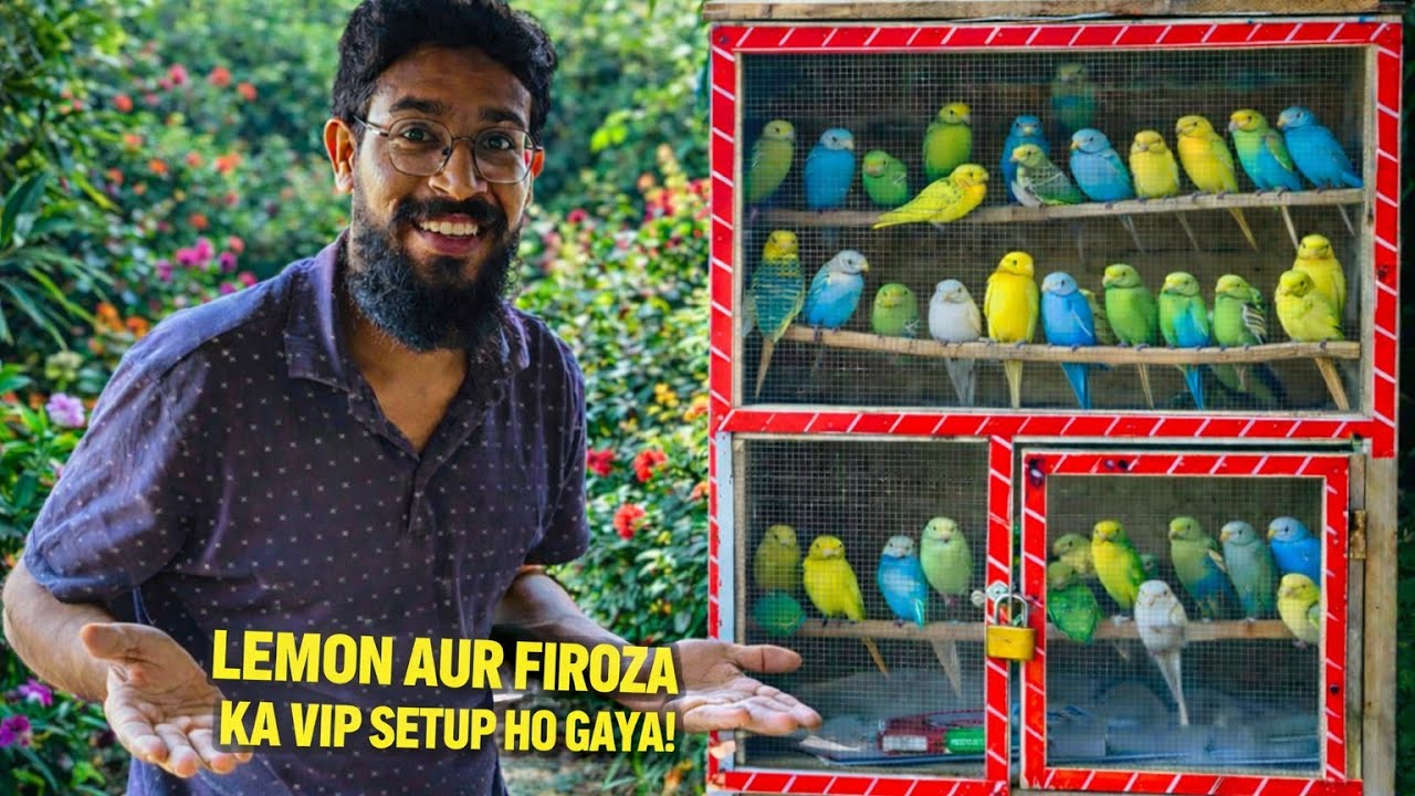 Lemon aur firoza ka VIP setup Ho Gaya 🥰🥳🥰😘🥳🥳🥰