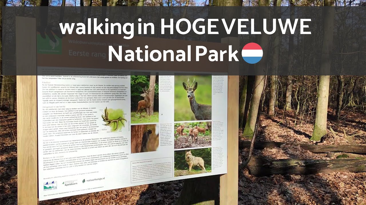 walking in forest- nature sounds | Hoge Veluwe National Park Netherlands