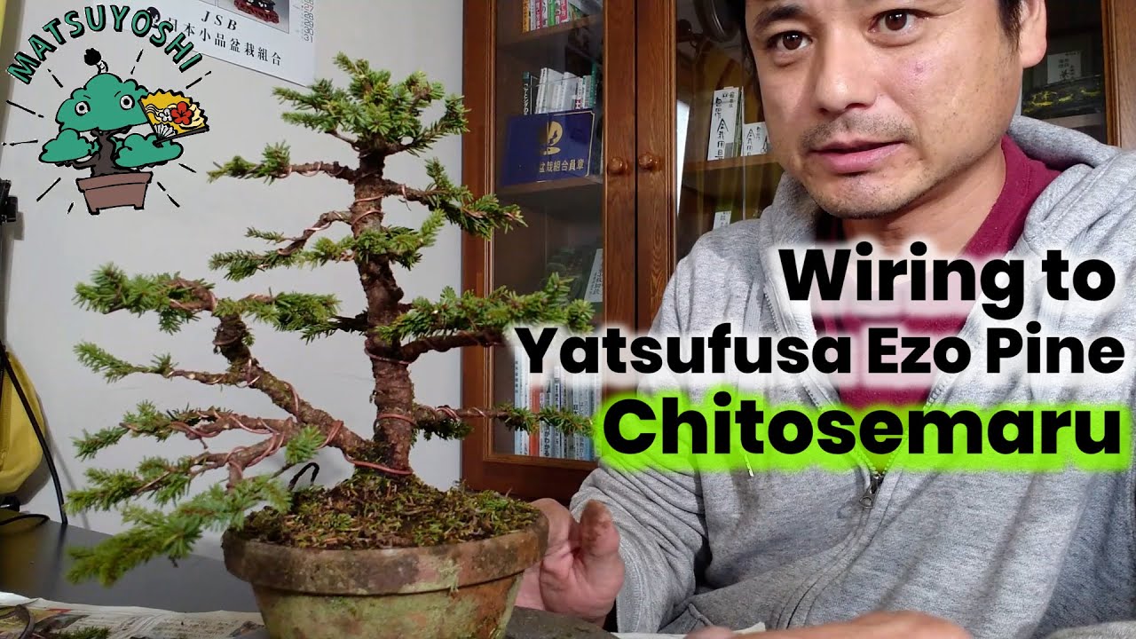 Wiring yatufusa Ezo pine【Chitosemaru】to make bonsai  Matsuyoshi Bonsai Academy