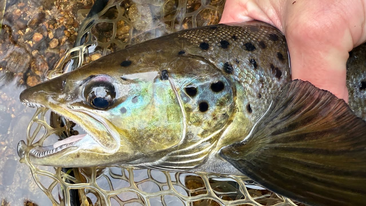PESCA DE SALMONES