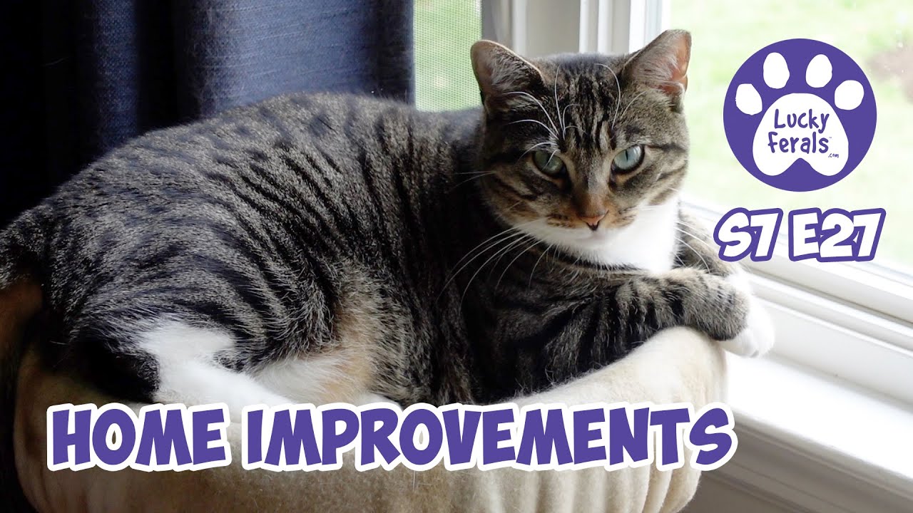 Home Improvements, Working From Home, Nancy vs Boo, Mail Time - S7 E27 - Lucky Ferals Cat Vlog