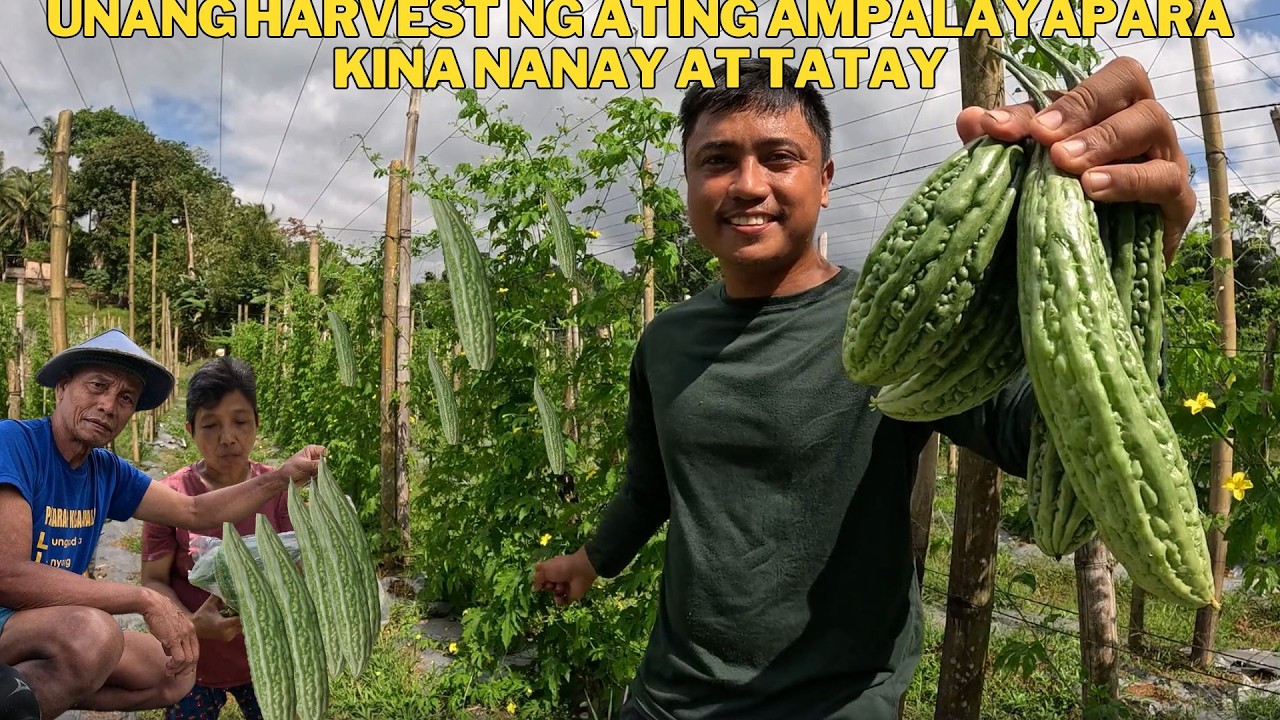 UNANG HARVEST NG ATING AMPALAYA PARA KINA NANAY AT TATAY SILA ,ANG UNANG MAKAKATIKIM
