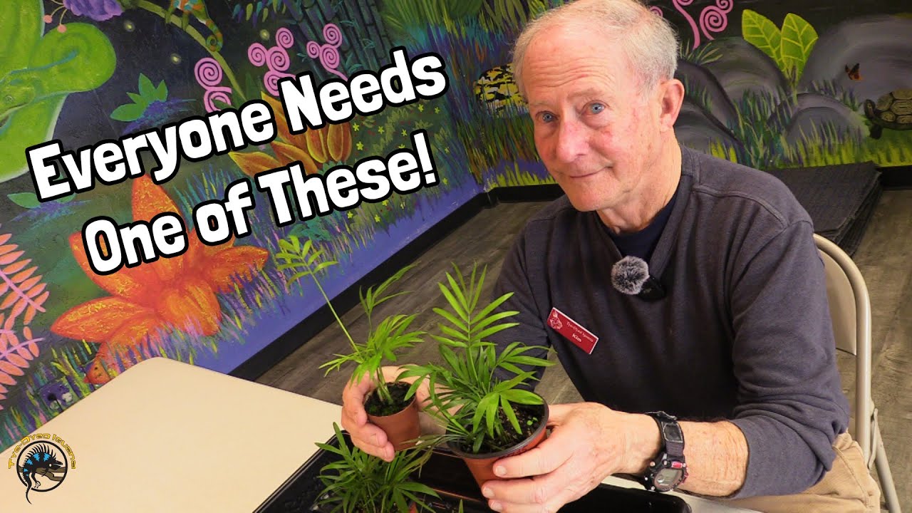 How to Take Care of a Bella Palm 🌴 - An Awesome Houseplant AND Terrarium Plant!