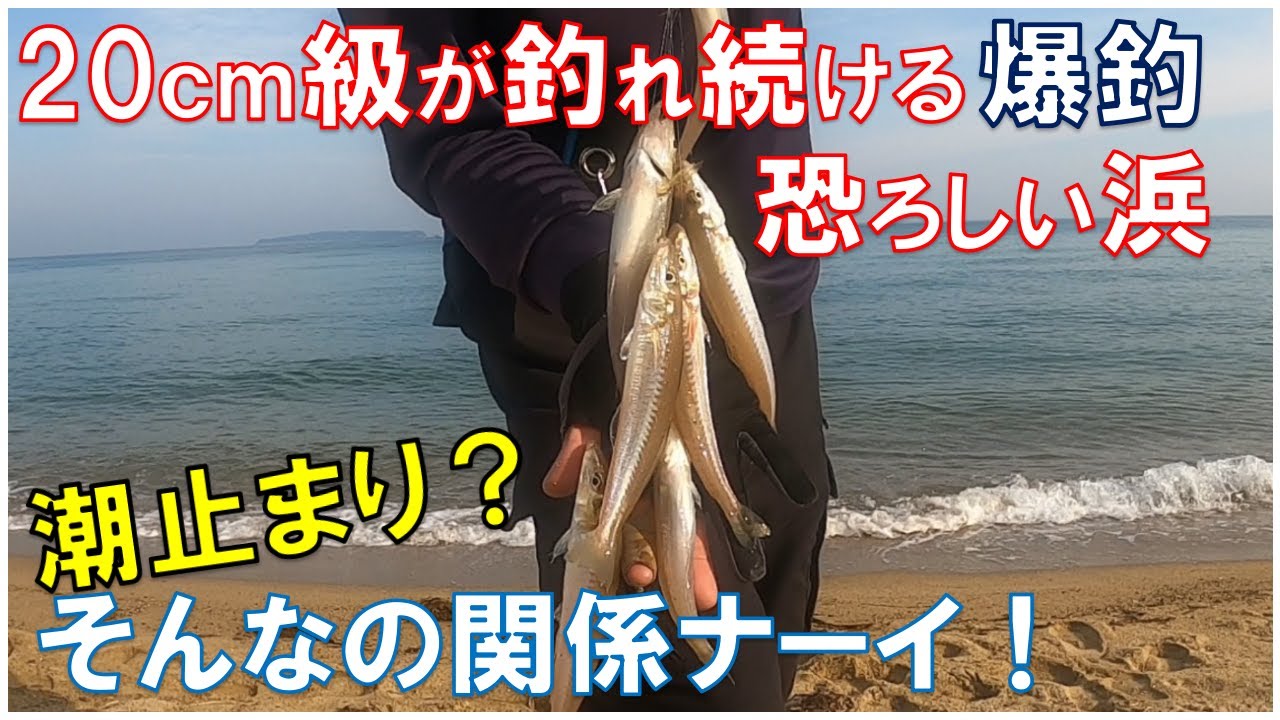【キス釣り】20cm越が釣れ続ける浜！何じゃ～この浜は凄すぎる！