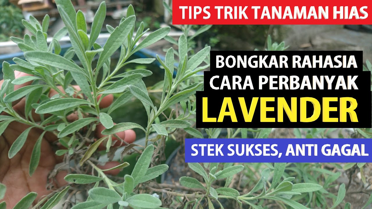 #111 UNTUNG BANYAK!! Bongkar Rahasia Stek LAVENDER Anti Gagal !! Menguntungkan Bila Dijual !!