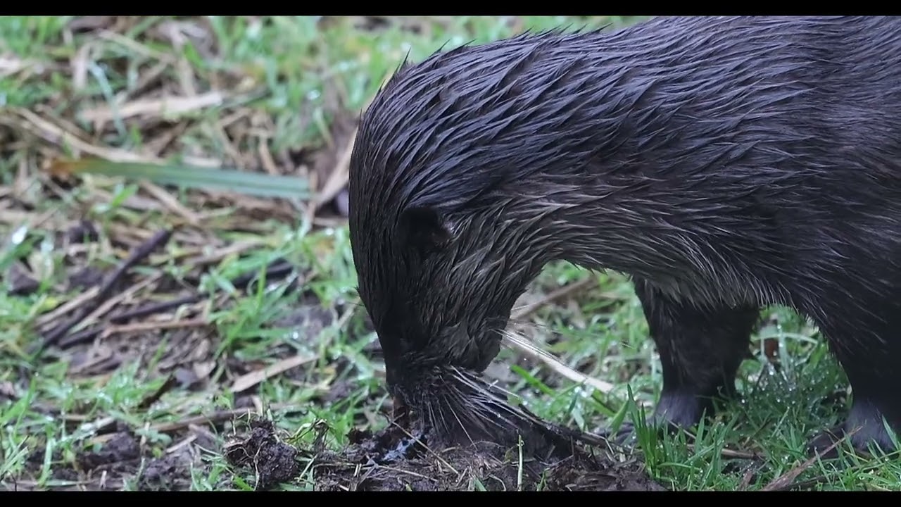 Otter