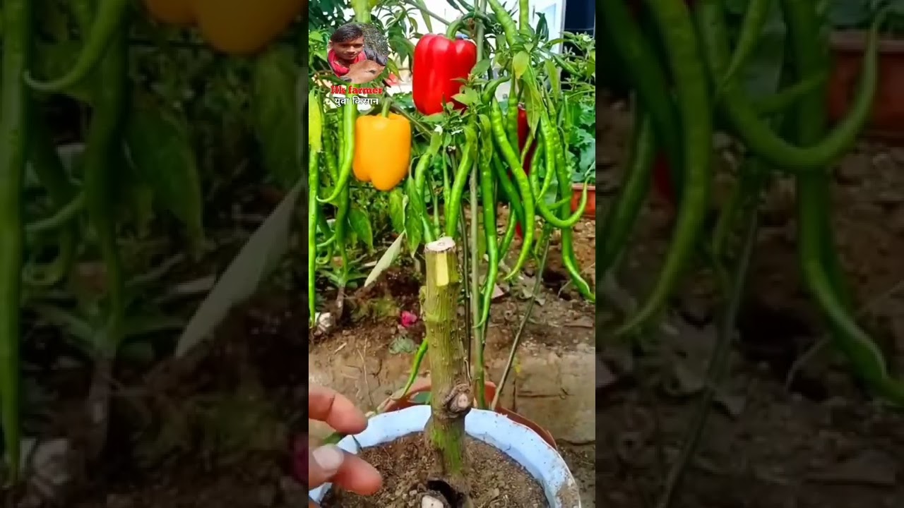 Garfting chilli plant/vegetable plant garfting #shots#videos