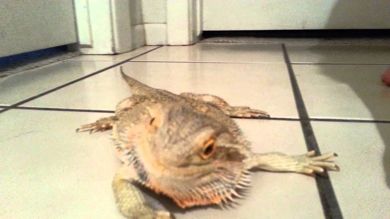 Bearded Dragon running around the house