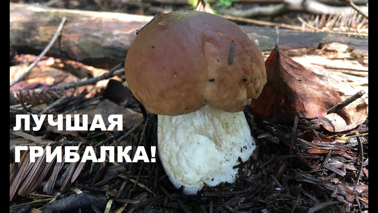 Наконец-то БЕЛЫЕ ГРИБЫ!!! А также ЛИСИЧКИ, ДУБОВИКИ, съедобные МУХОМОРЫ, ВЕСЕЛКА. Грибы в июле 2020.