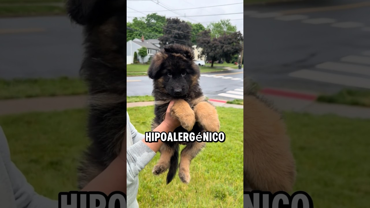 5 razas de perro con pelaje hipoalerg&eacute;nico que son perfectos para evitar reacciones al&eacute;rgicas #dogs