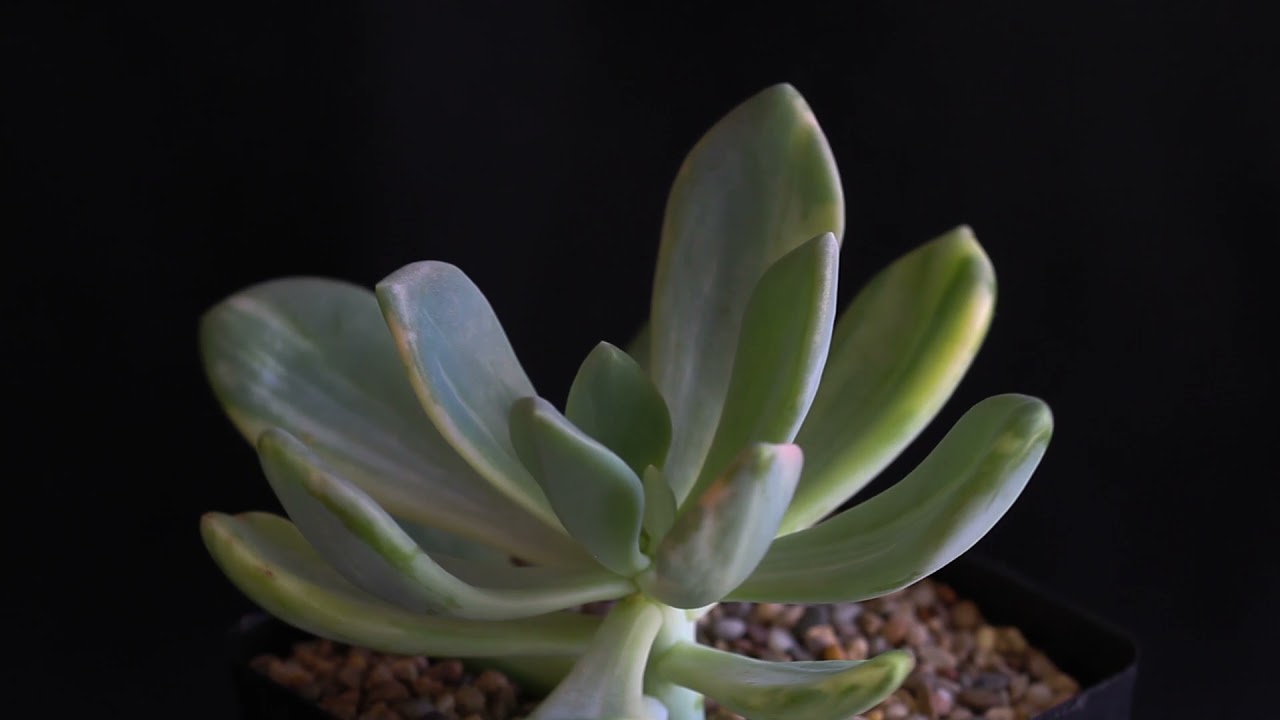 xGraptophytum supreme f  variegata