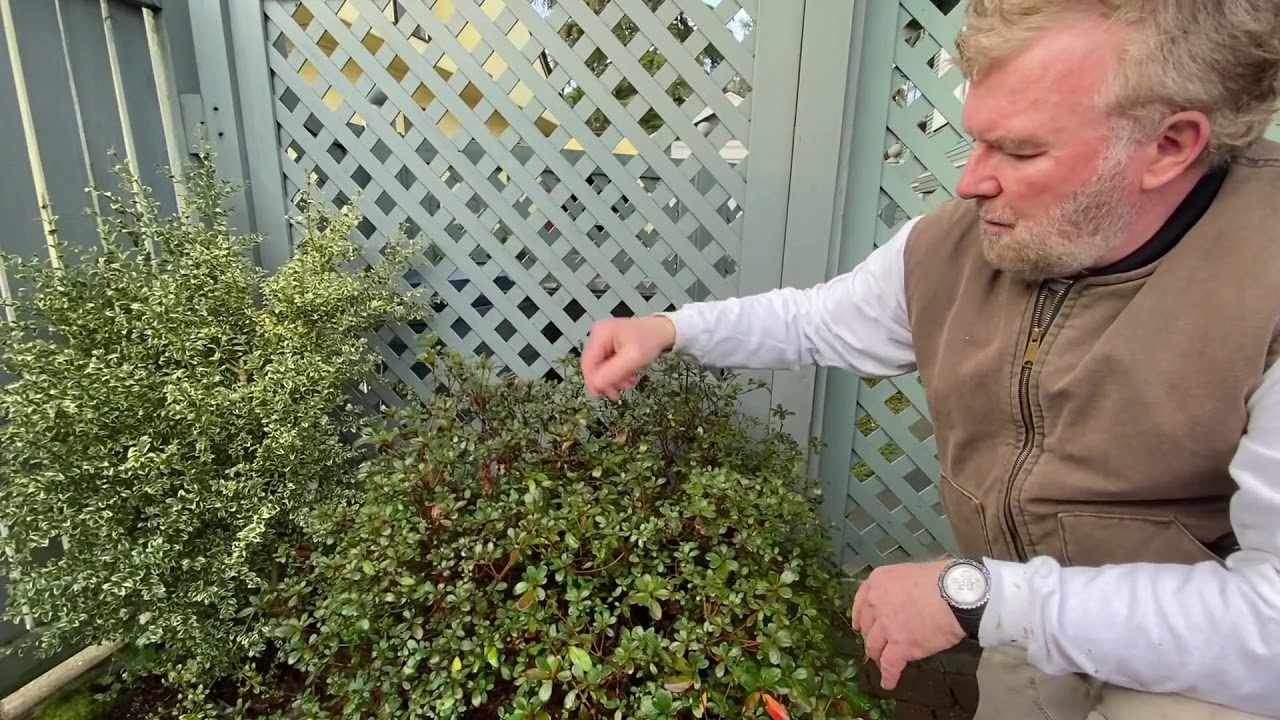 How to Prune Rhododendron AzaleaTrees & Shrubs - Seattle Arborist Chip Kennaugh