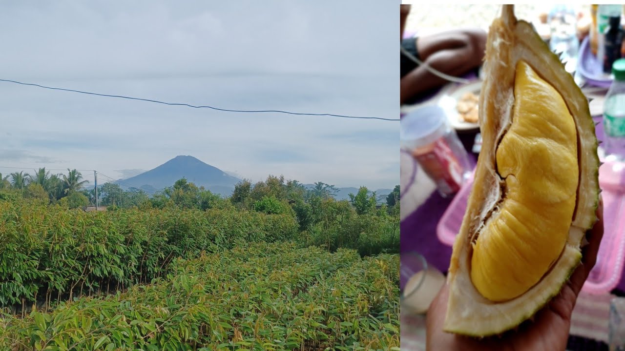 Pembibitan Bibit Durian Premium Kualitas NO 1