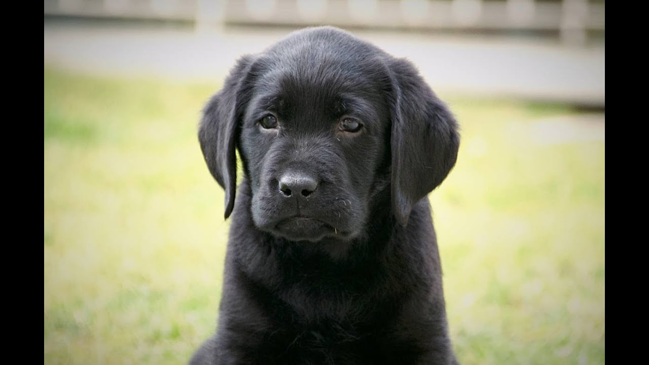 Willkommen Balu - Ein Labrador Welpe zieht ein