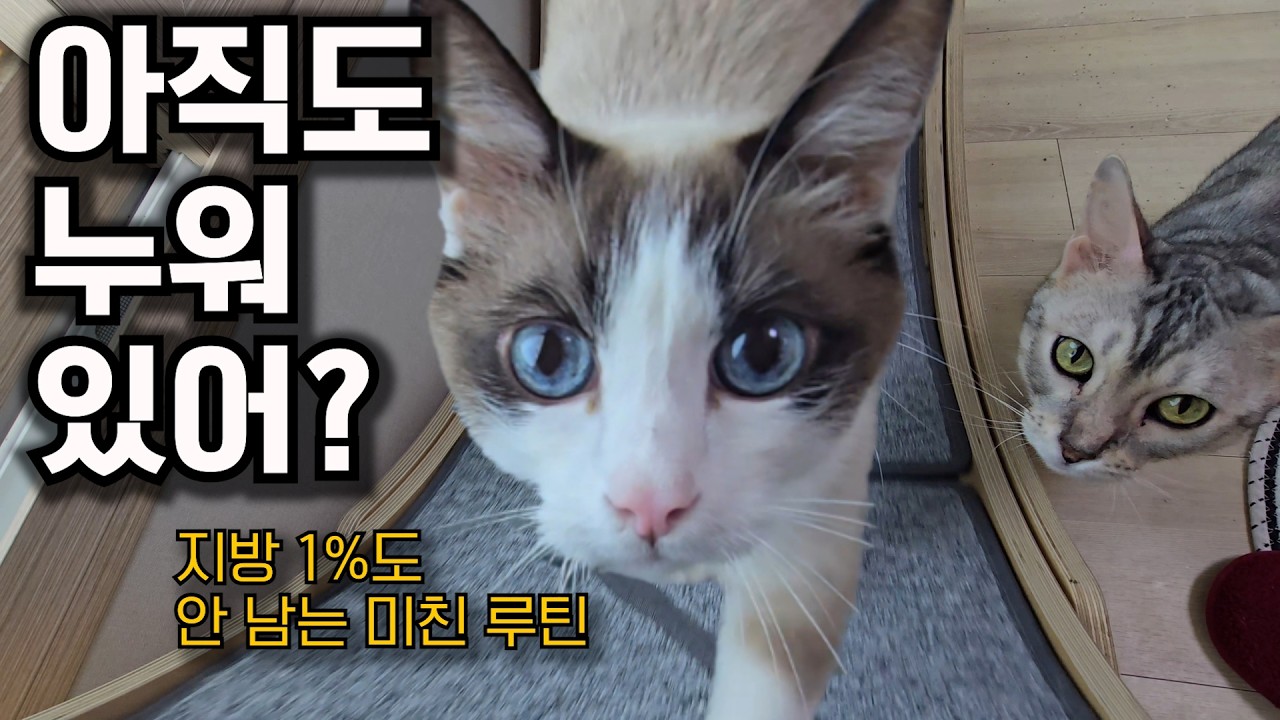아직도 누워 계세요? 집사 운동시키는 수다쟁이 고양이의 홈트(발바닥ASMR)
