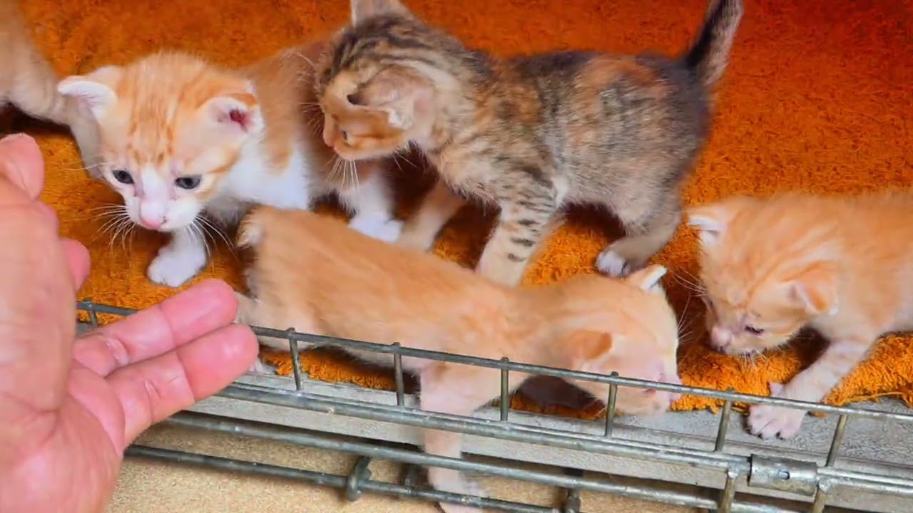 Really cute the baby kittens are living together 