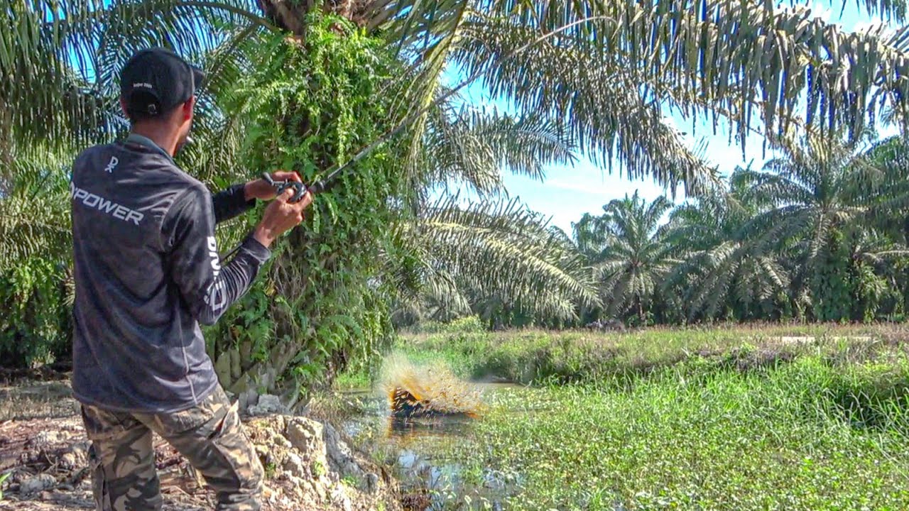 Begini Cara Mainkan Soft Frog di Spot Semak2 & Berlumut !!! Ikan Auto Nyambar 🔥