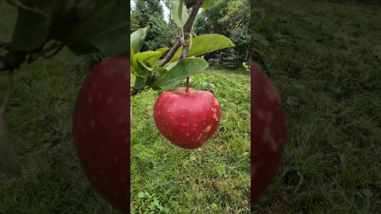 Apple power 244 #livejoy #gaga