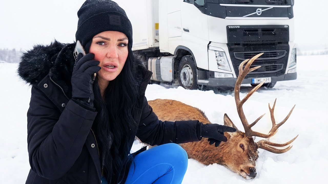 Emergency Deer Rescue on Colorado Mountain Road  8°F, A Day in My White Truck, Solo Female Trucker