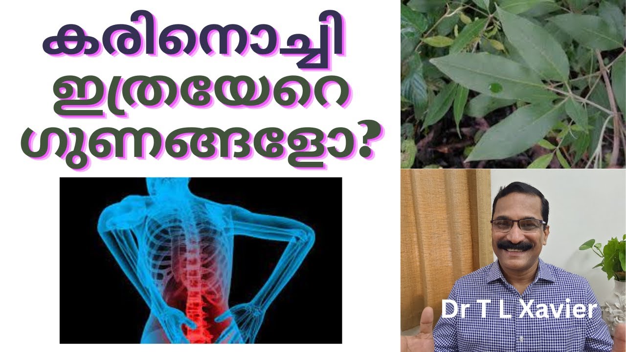 കരിനൊച്ചി || Unlocking Nirgundi: Health Secrets Revealed