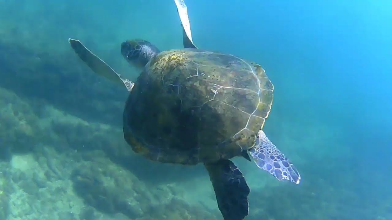 Tartarugas em Búzios- Praia da Ferradurinha e João Fernandes. 
