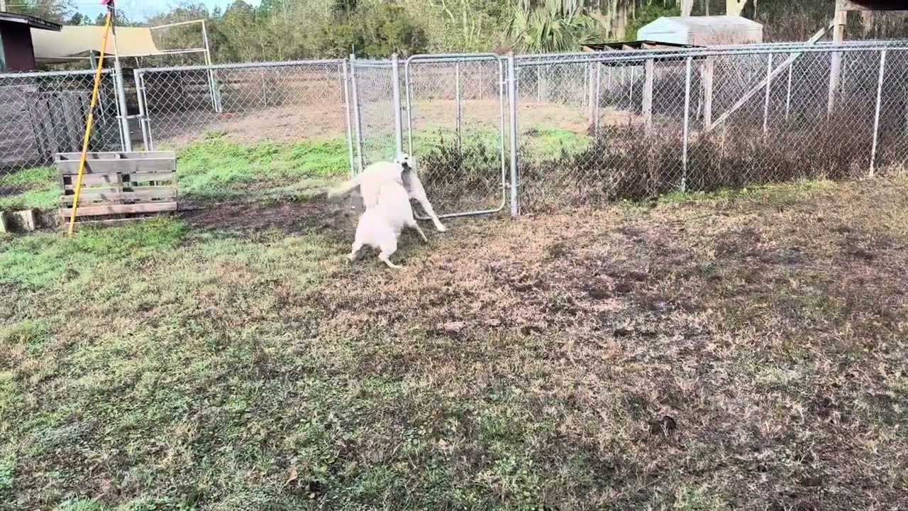 Brodie and Norman Feb 3