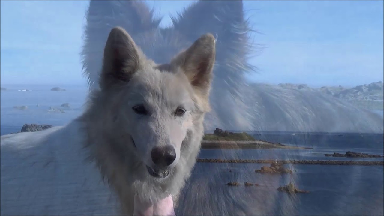 Berger Allemand et Berger Blanc Suisse en Finist&egrave;re Nord