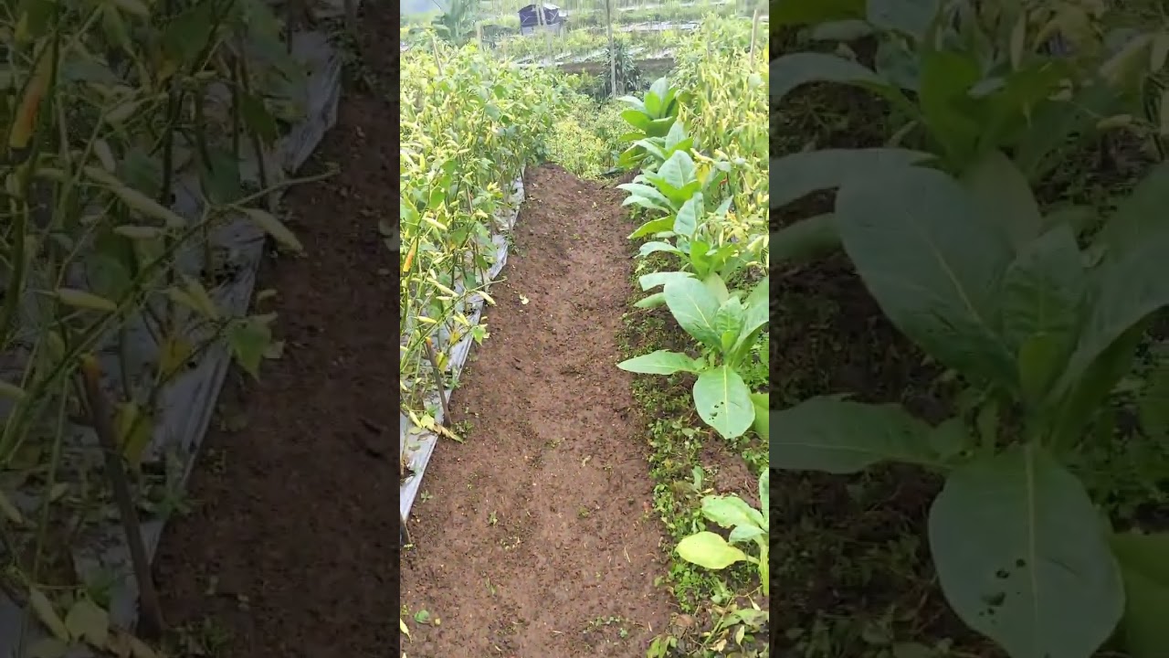 MACULI #petanimilenial