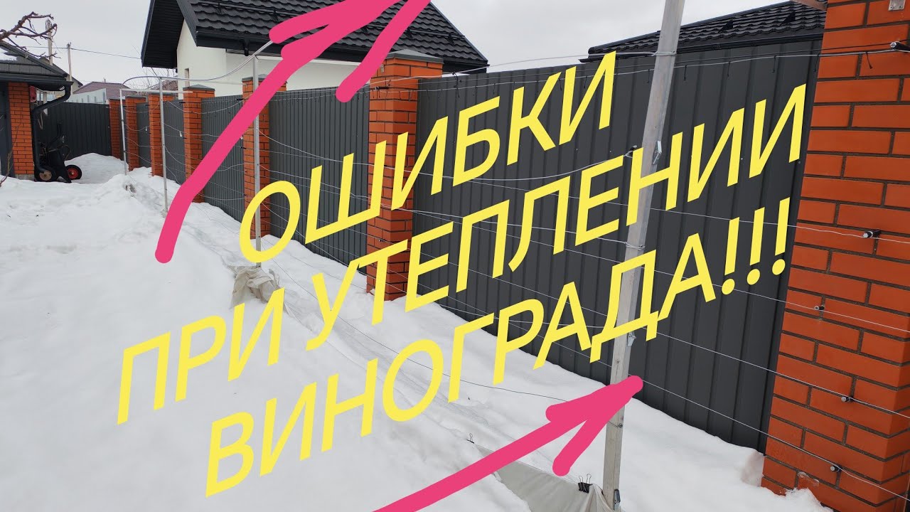Ошибка при утеплении винограда сухим укрытием! 