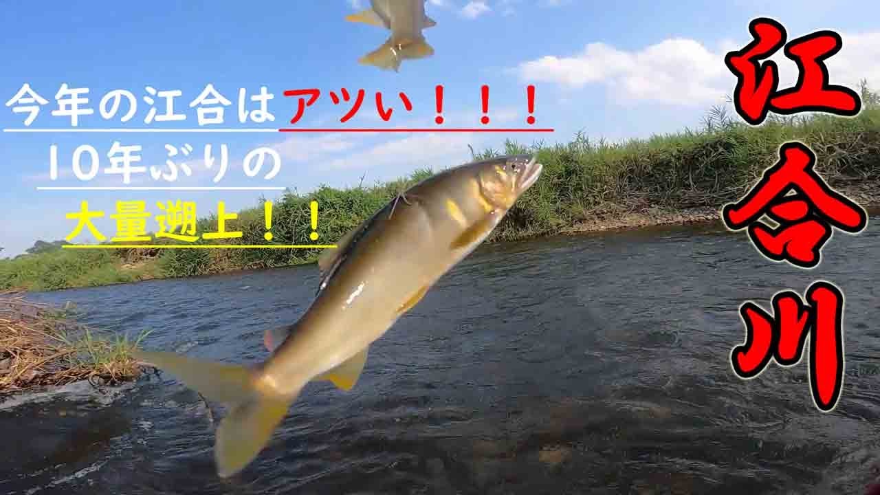 【鮎釣り】10年ぶりの爆釣！！！10年に1度？今年の江合川は面白い！