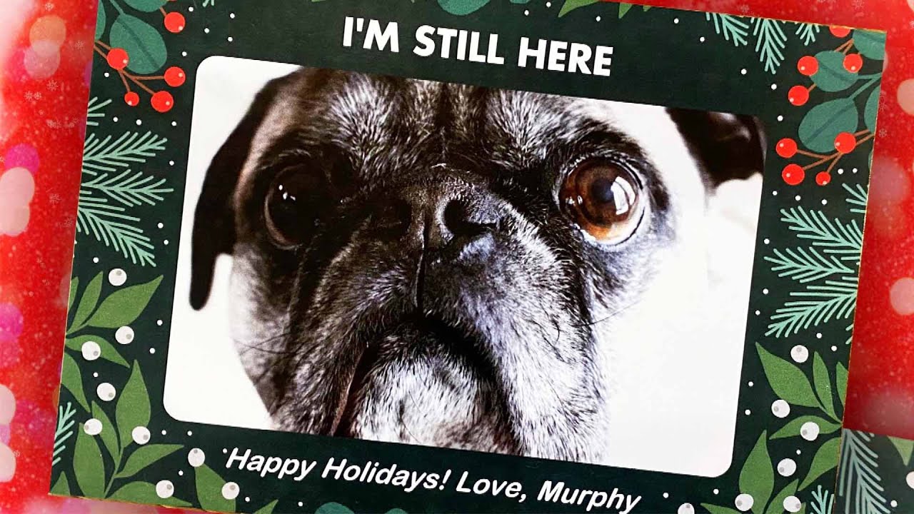 Beloved Dog Forgotten on Family Christmas Card