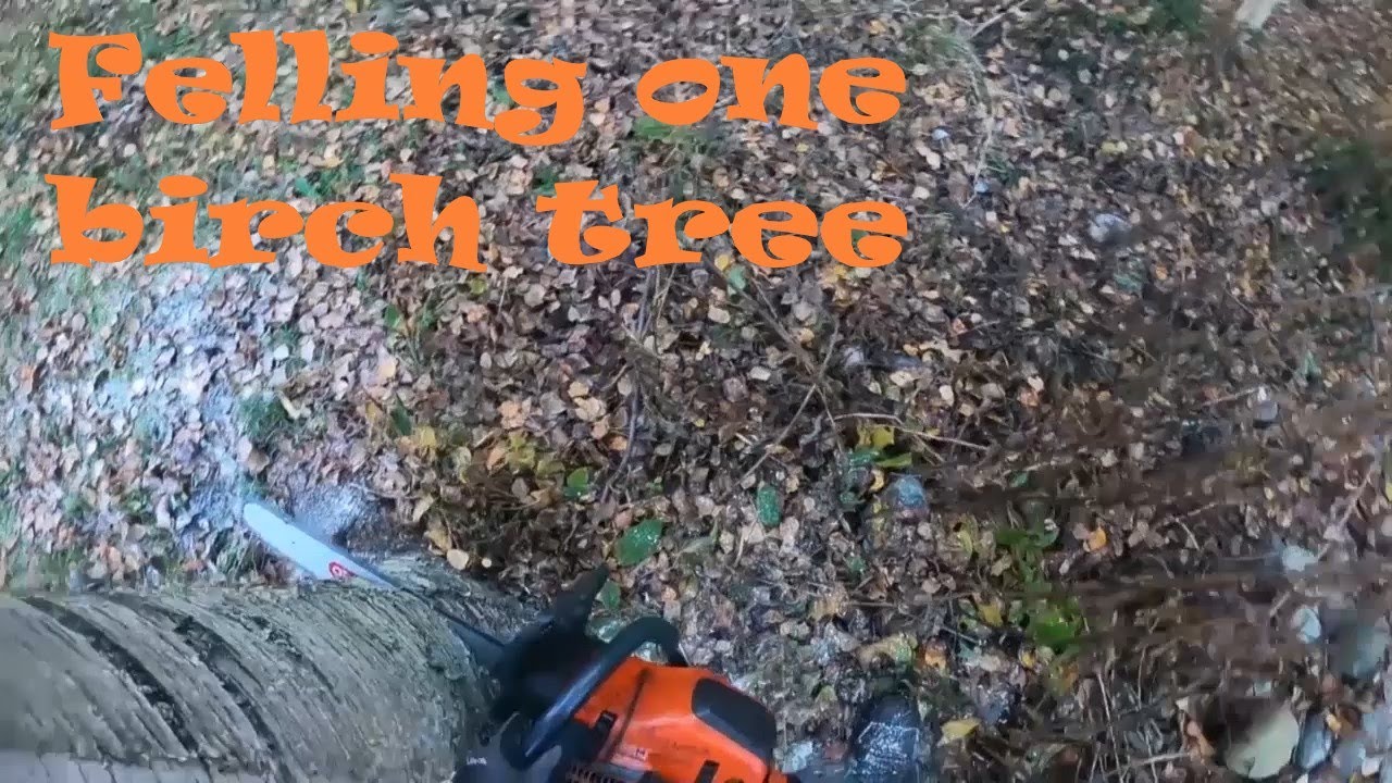 Felling one birch tree ( English commentary )