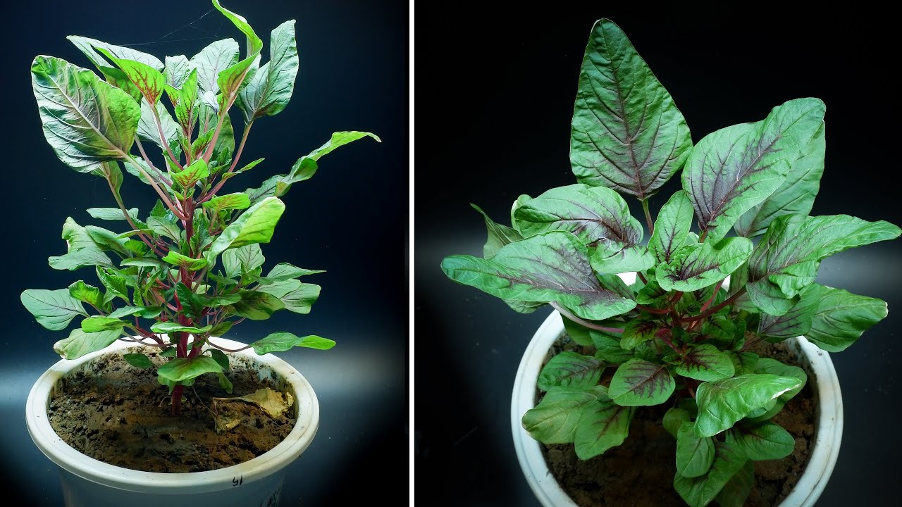 Growing Amaranth From Seed Time Lapse