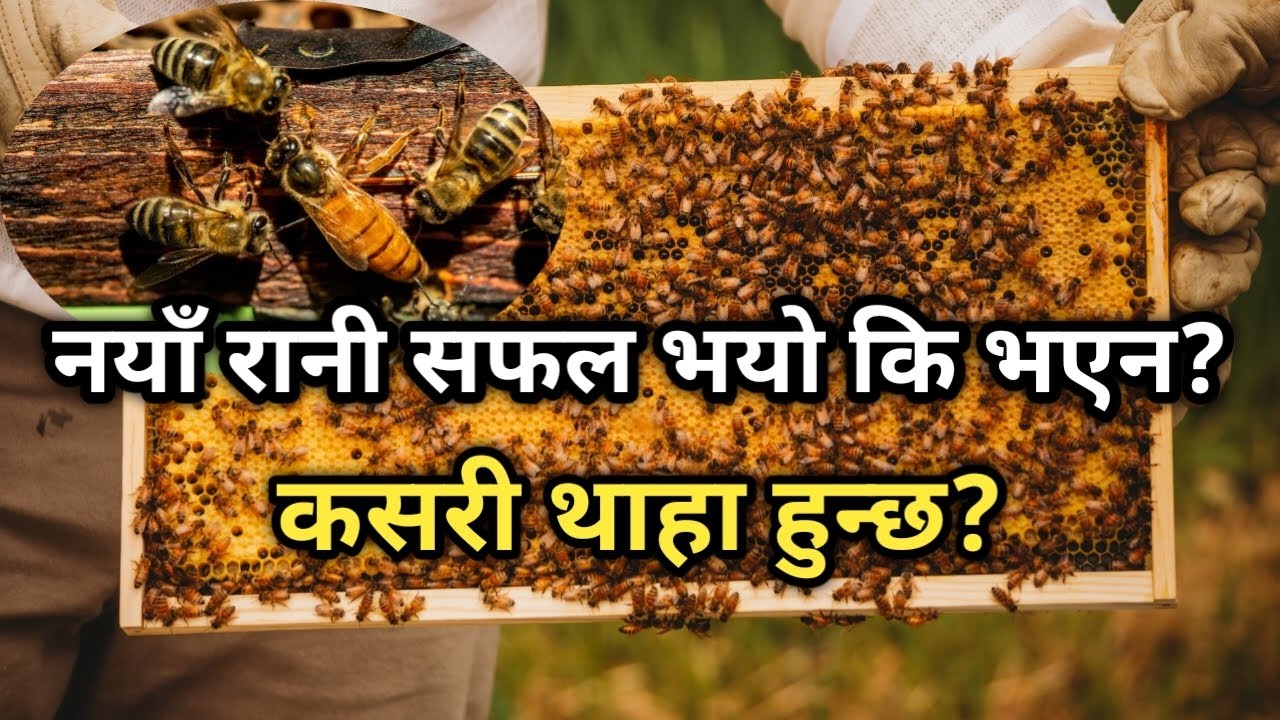 रानी मौरीको बारेमा महत्त्वपूर्ण जानकारी ! Queen Bee information | mauri palan in nepal | Gaule brand