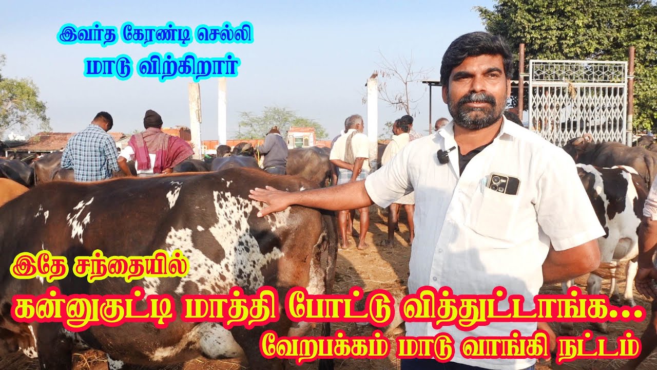 கன்று மாற்றி போட்டு  வித்துட்டாங்க #hfcow #cow #erodemanikandan #cattlefarming 