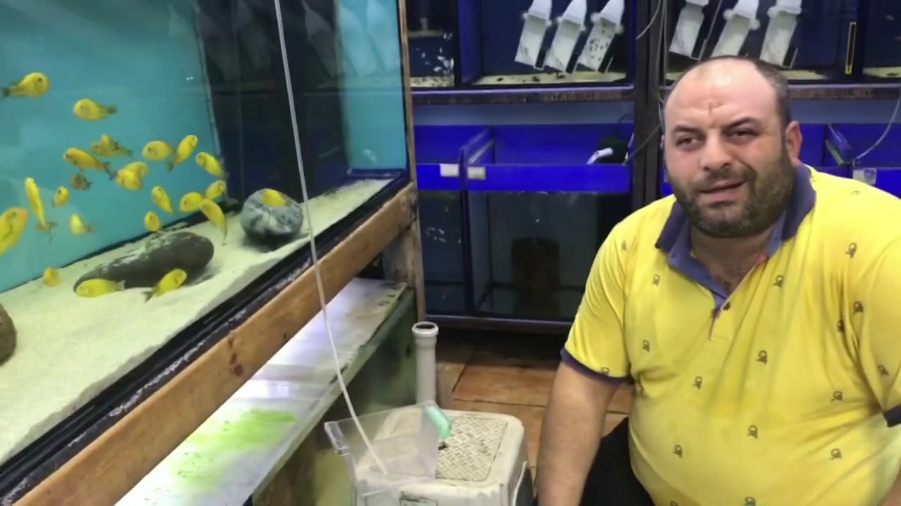 60 DİŞİ 20 ERKEK / BALIKLARIM GELDİ
