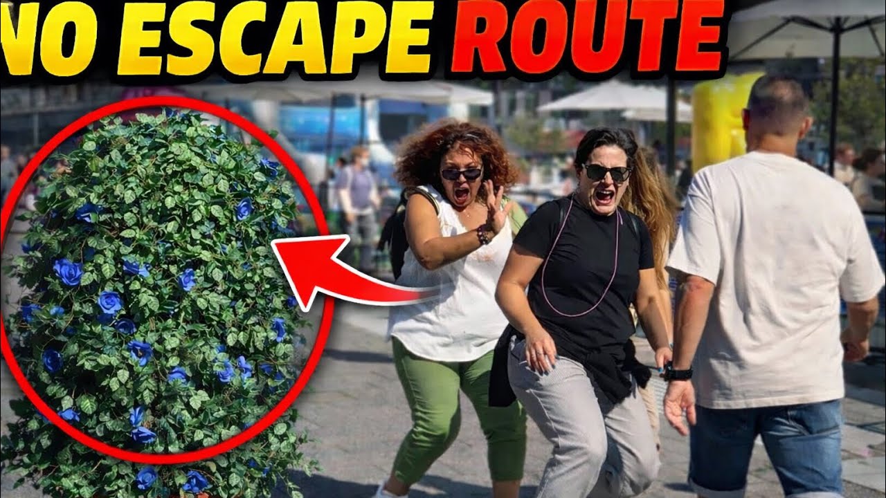 Bushman prank: Nobody expects the attacking bush 😳🌳#hilarious #funny #bushmanprank