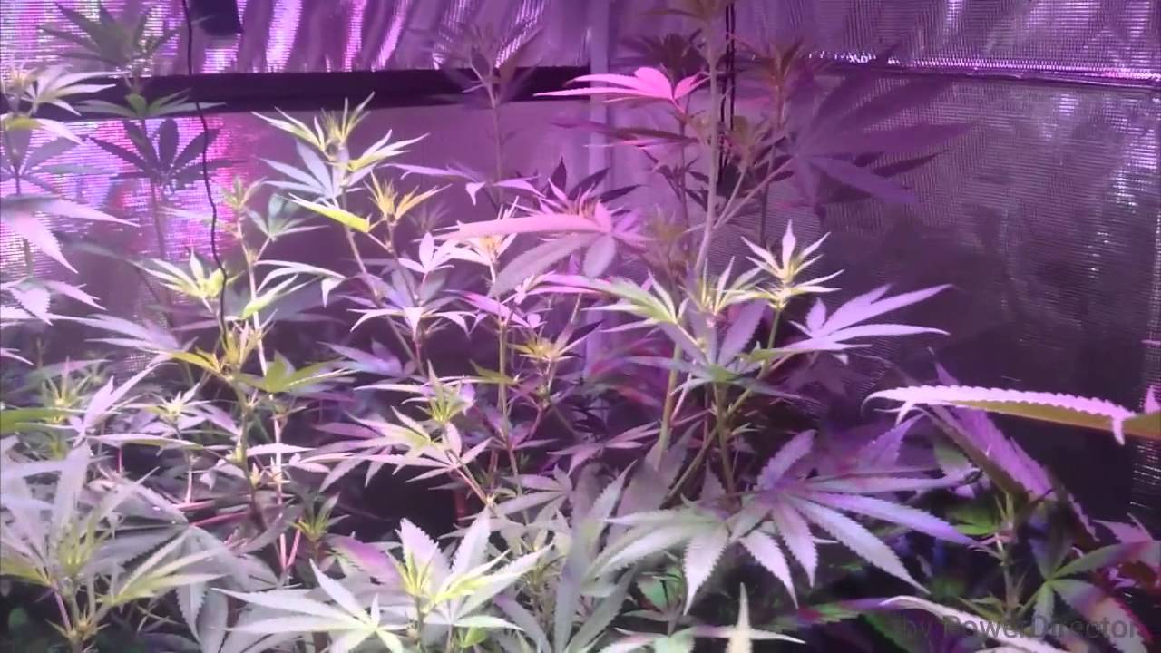 Platinum LED featuring Dutty Panty (flowering)