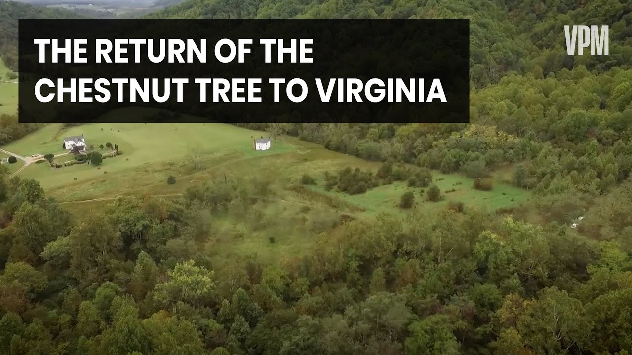 Chestnut Trees Are Returning to Forests