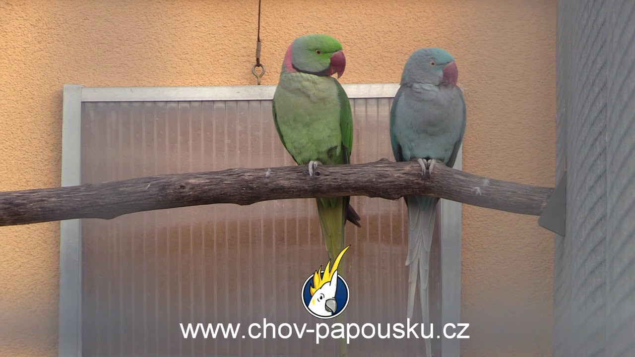 Alexandrine Parakeet - Mutations 1
