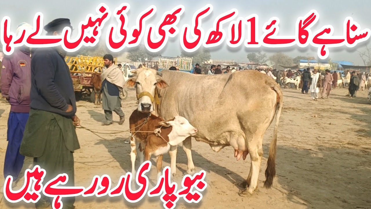 Sheikwahan COW Mandi 2026 | Pure Sahiwal & Cholistani Cows | Chand TV Farming 