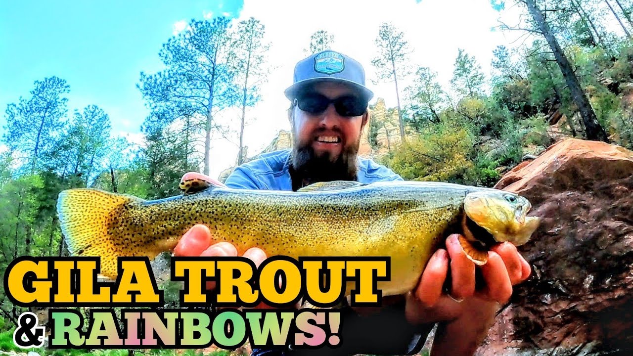Fly Fishing a Beautiful ARIZONA Creek for TROUT!