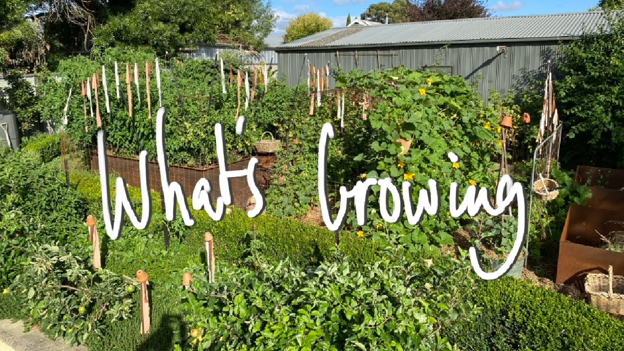 WHAT'S GROWING | MIDSUMMER Vegetable Garden Tour & HARVEST VICTORIA AUSTRALIA SMALL BACKYARD GARDEN