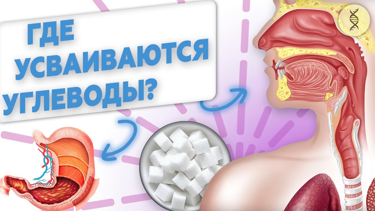 Где усваиваются углеводы?