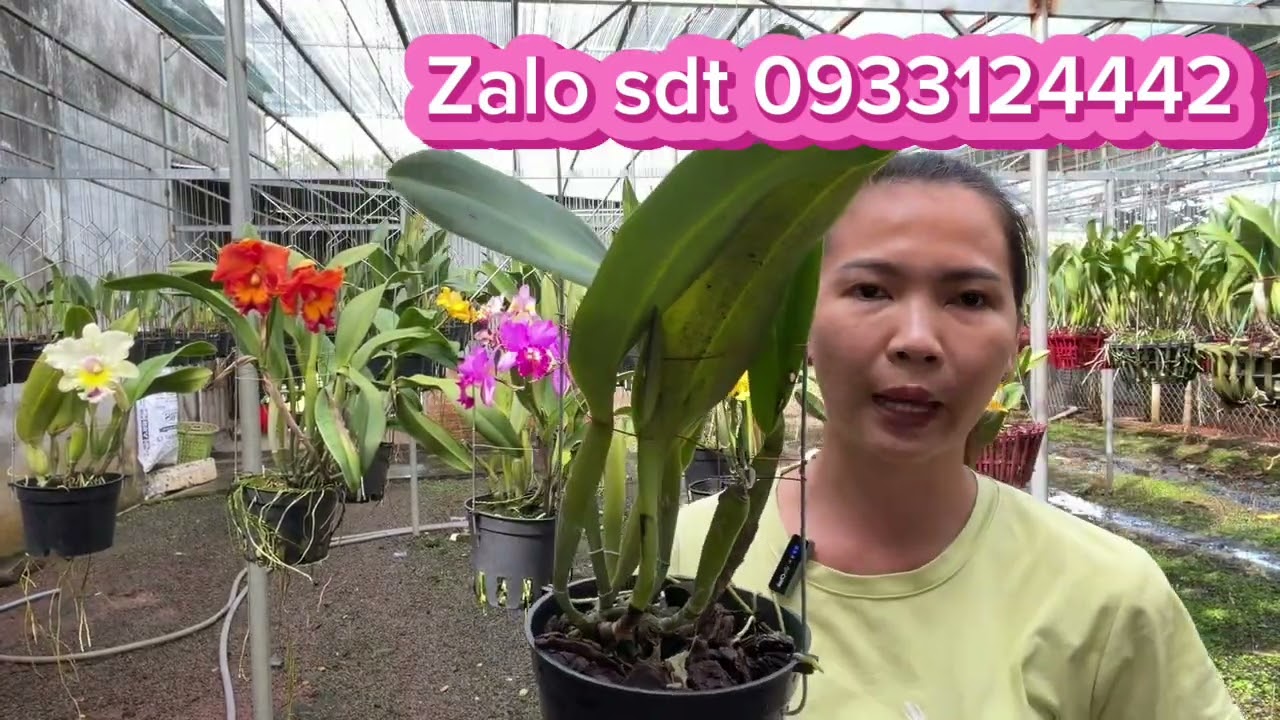 Mặt hoa đẹp xuất sắc đáng sưu tầm. #hoalan #cattleya zalo 0933124442