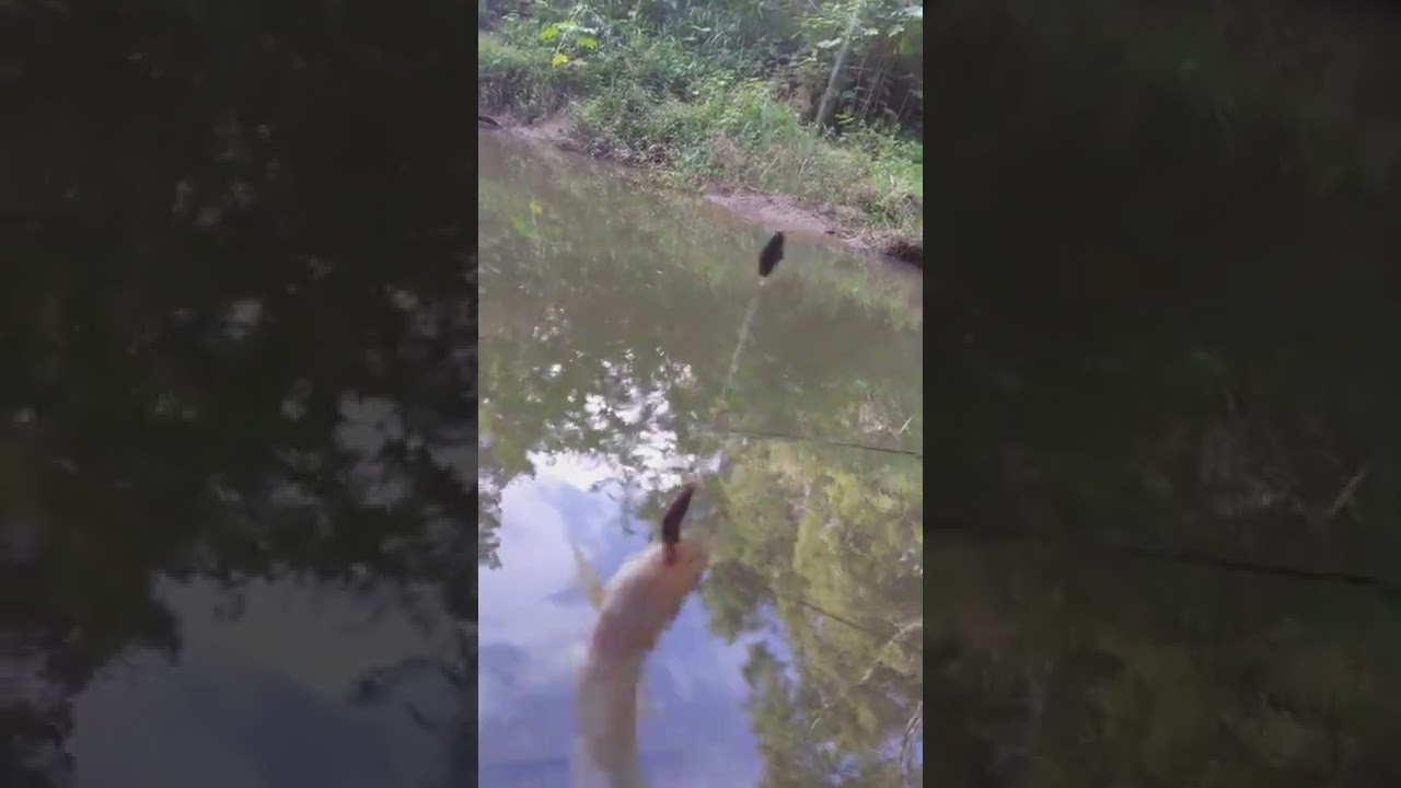 pescaria de cara