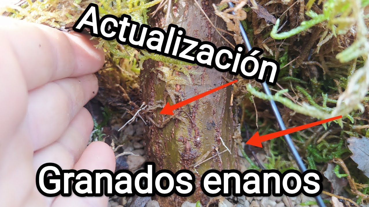 actualización de los granados enanos