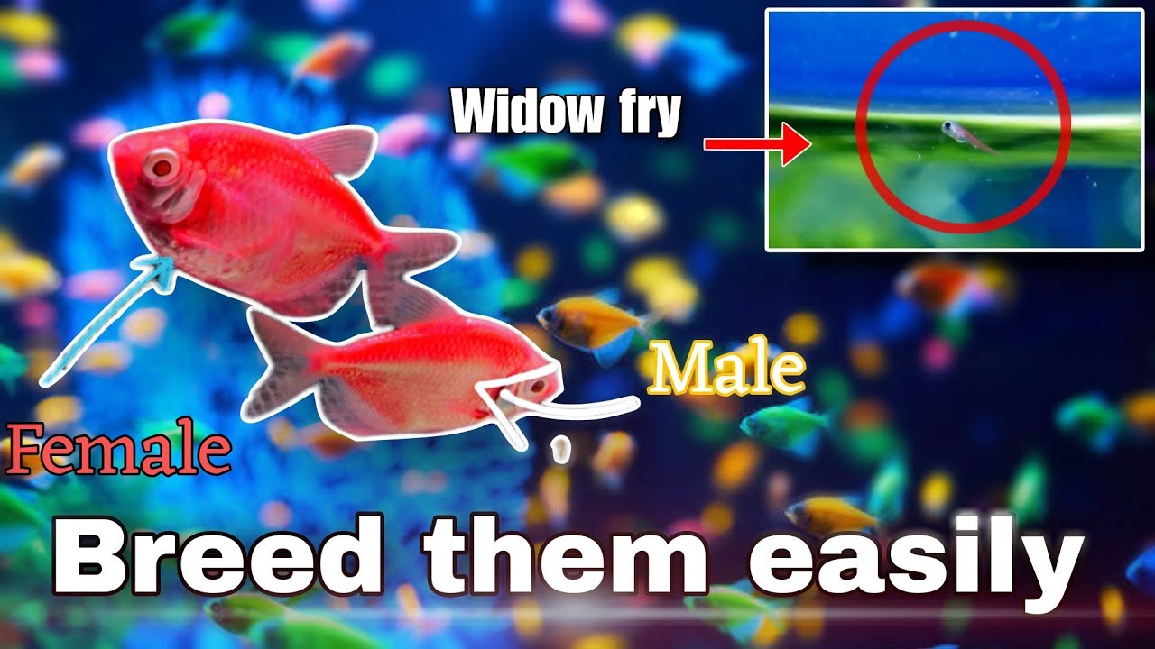 The Ultimate guide to breed Colour Widow tetra&rsquo;s ||   how to breed widow tetra fish step by step