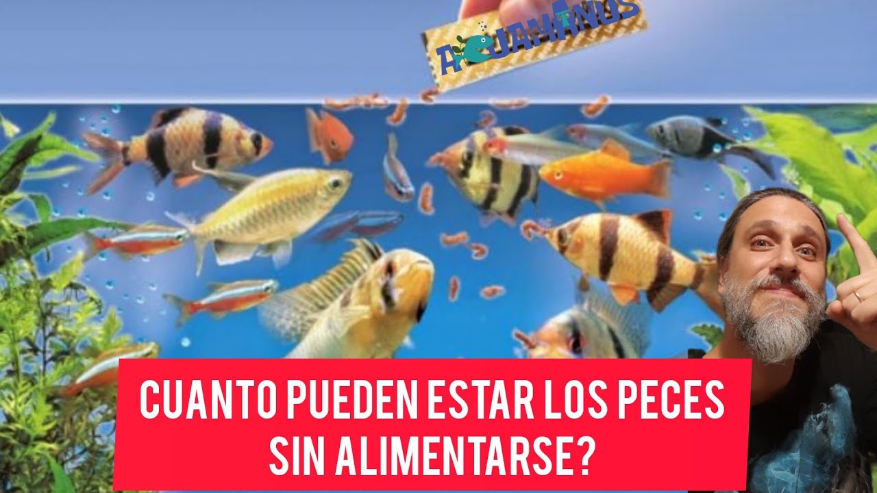 Cuánto tiempo pueden estar los peces sin alimentarse??